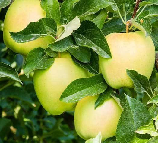 نهال سیب زرد پایه کوتاه