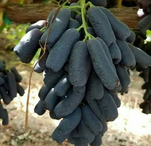 نهال انگور موندراپ