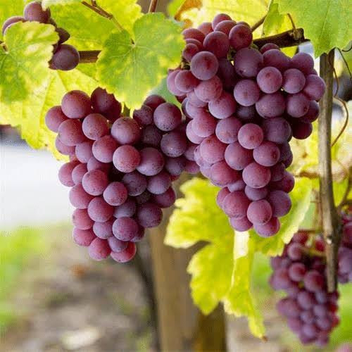 نهال انگور فیلیم سیدلس