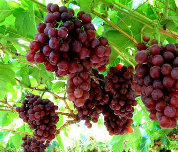 نهال انگور خارجی