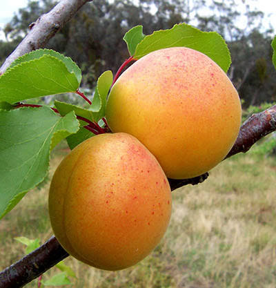 فروش نهال زردالو پایه کوتاه