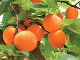 خرید نهال زردالو شیرین