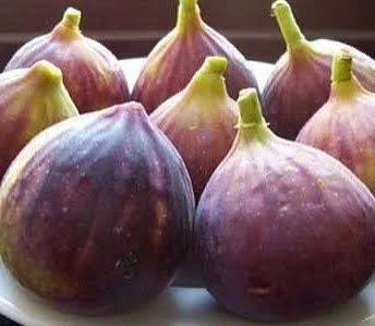 نهال انجیر یزدی