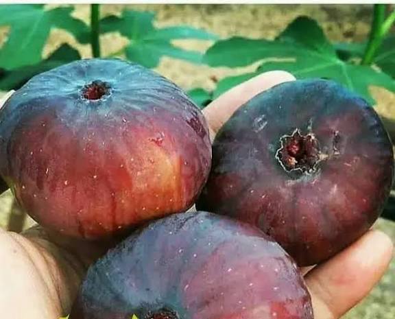 نهال انجیر یزدی