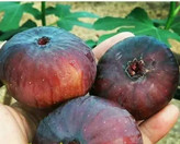 نهال انجیر یزدی