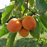 نهال خرمالو سیبی پایه کوتاه