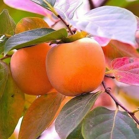 نهال خرمالو سیبی دیرگل