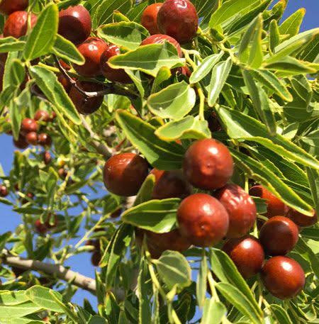 نهال عناب پیوندی