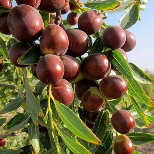 خرید نهال عناب پربار گلدانی