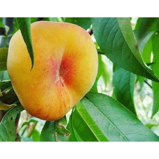 نهال هلو انجیری آناناسی