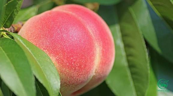 نهال هلو زعفرانی