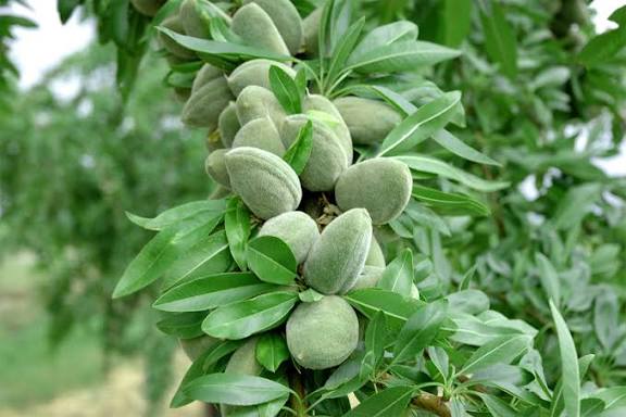 نهال بادام اذر شکوفه