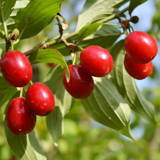 نهال زغال اخته شیرین