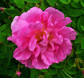 نهال گل محمدی بدون خار