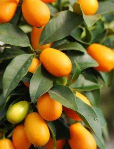 نهال کامکوات