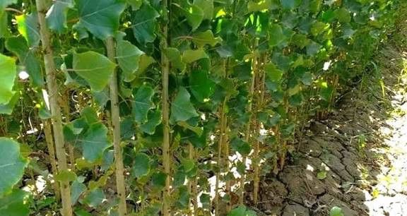 خرید نهال صنوبر نیگرا ترکیه