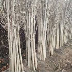 نهال صنوبر نیگرا