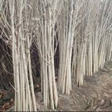 نهال صنوبر نیگرا