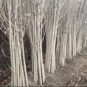 نهال نیگرا سفید