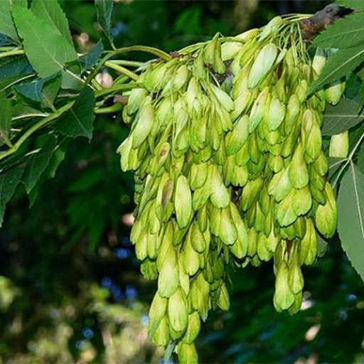 نهال زبان گنجشک آذرنهال سبز