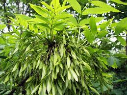 نهال زبان گنجشک