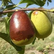 نهال عناب اوکراینی