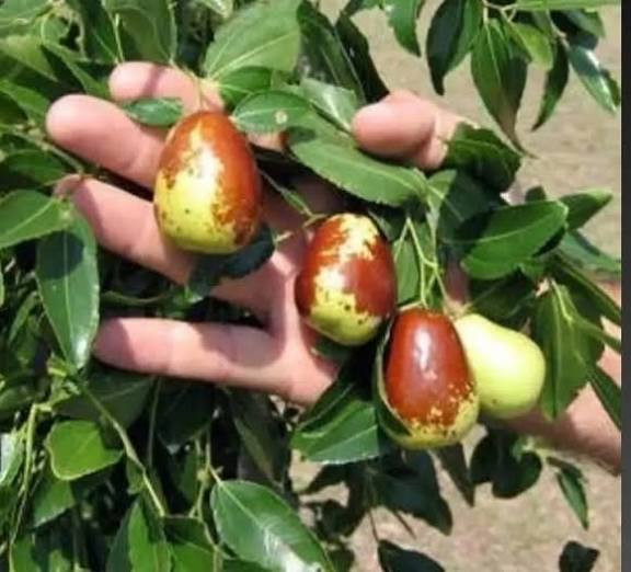 خرید نهال عناب دیرگل