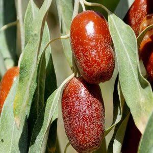 نهال سنجد دیرگل