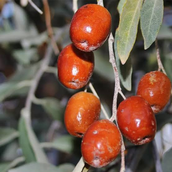 نهال سنجد خوشه ای