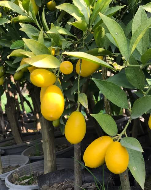 نهال ایمو مکزیکن لایم