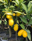 نهال ایمو مکزیکن لایم