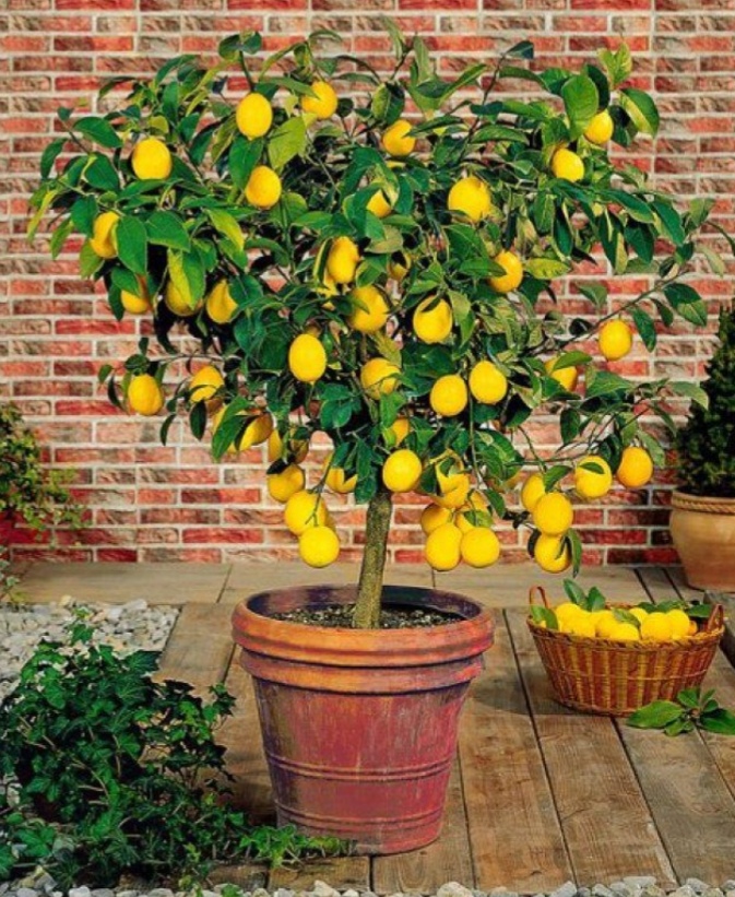 نهال لیمو مکزیکن لایم