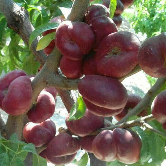 نهال شلیل انجیری دیر گل