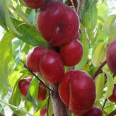 نهال شلیل انجیری زعفرانی