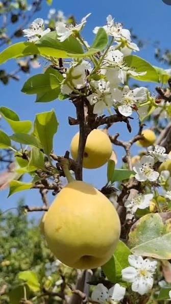 نهال به پایه کوتاه