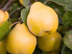 نهال به دیر گل