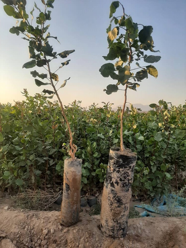 نهال پسته دوساله