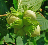 نهال فندق خوشه ای