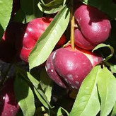 نهال شلیل رد گل مغان