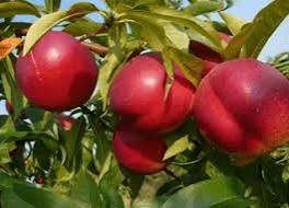 نهال شلیل دیر گل