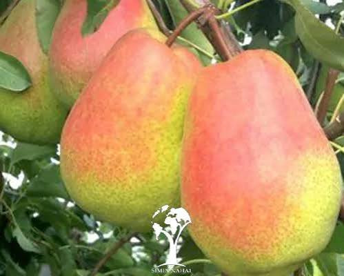 نهال گلابی آذر نهال سبز