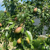 نهال گلابی درگزی