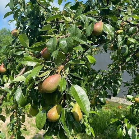 نهال گلابی درگزی