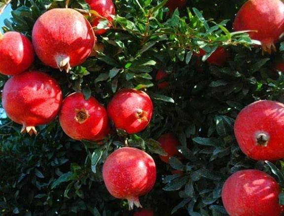 نهال انار ساوه درشت