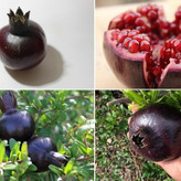 نهال انار دانه سیاه بزرگ