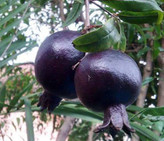 خرید نهال انار ساوه پر محصول