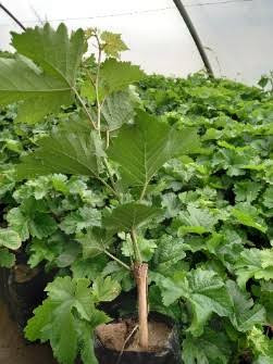 نهال انگور سیاه بزرگ