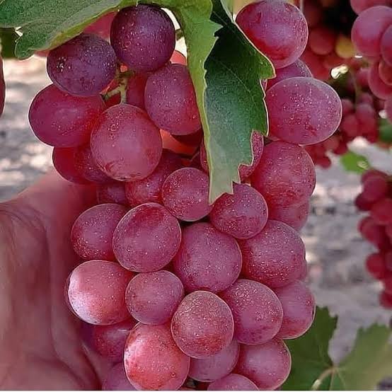 نهال انگور قرمز بیدانه