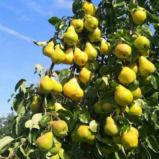 نهال گلابی بیروتی