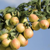 نهال گلابی بیروتی